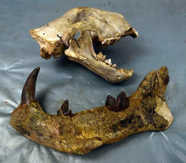 Для сравнения череп современного льва и челюсть Simbakubwa kutokaafrika интересно, наука, супер-хищник