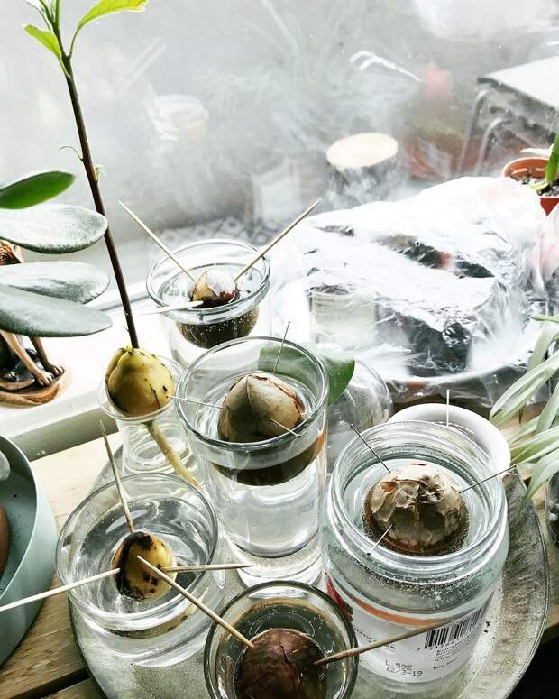 косточка авокадо для похудения