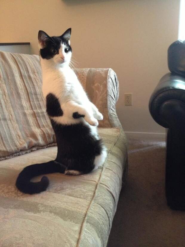 смешные коты кот на диване