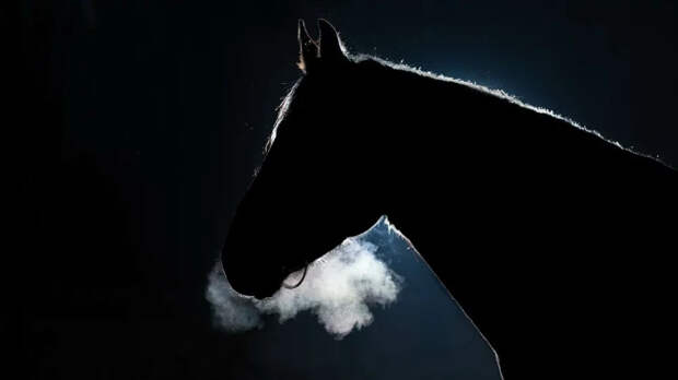 Свердловчанина заставили заплатить четверть миллиона человеку, сбившему его лошадь