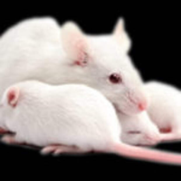 Переливание молодой крови замедлило старение мышей