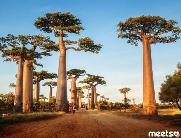 Madagascar island baobabs