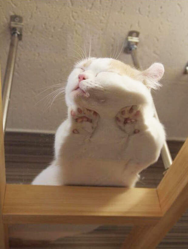 Котики растаяли от жары