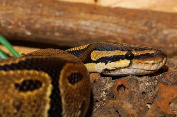 Guardian: в крови питонов нашли вещество, помогающее в борьбе с ожирением