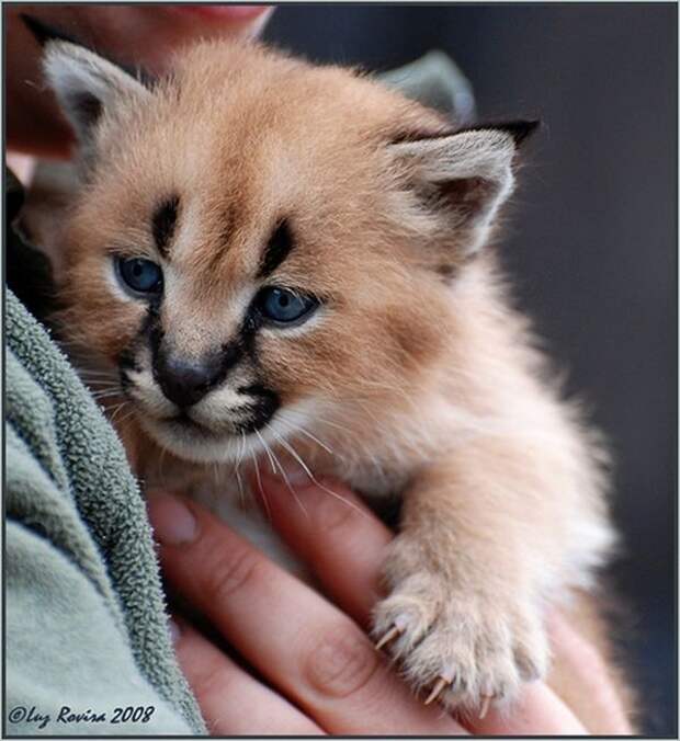 Каракал, или степная рысь (лат. Caracal caracal)