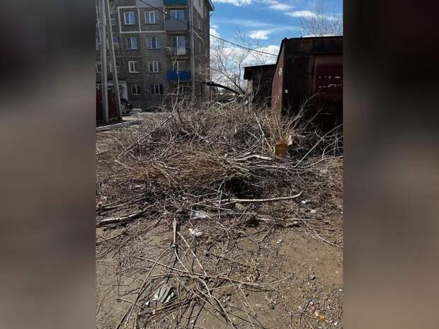 Читинцы вновь стали жаловаться на обрезку деревьев