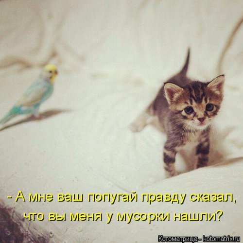Лучшая котоматрица недели (35 фото)