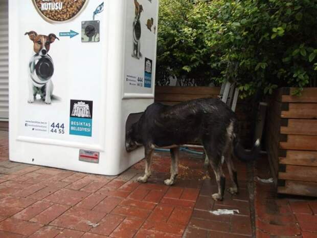 Автоматы для кормления бездомных животных — гениальный проект в Турции