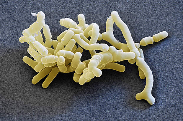 Фото №6 - Управляющая компания: как бактерии руководят людьми