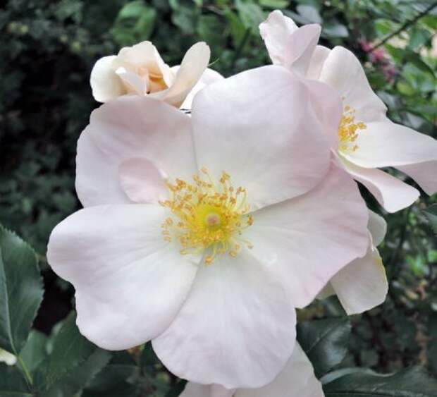 Мускусная роза: сорта, выращивание и уход