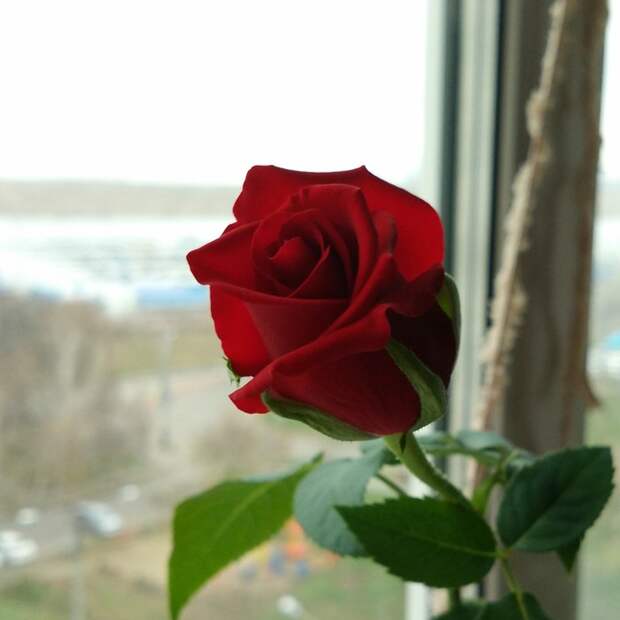 Как у меня роза росла Длиннопост, Роза, Выращивание, Цветок