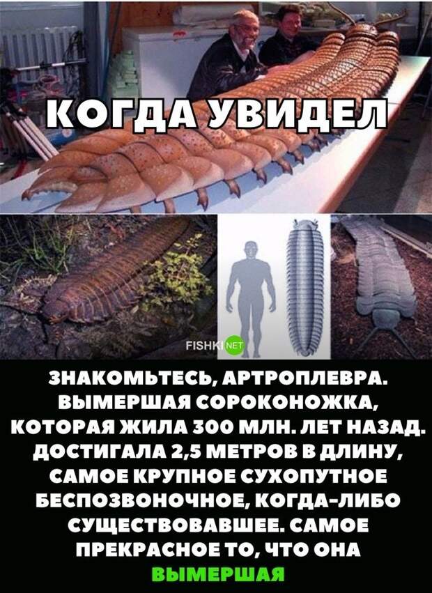 Картинки с надписями для настроения картинки с подписями, подборка, позитив, юмор