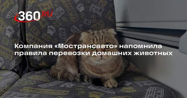 Компания «Мострансавто» напомнила правила перевозки домашних животных