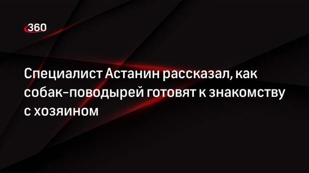 Специалист Астанин рассказал, как собак-поводырей готовят к знакомству с хозяином