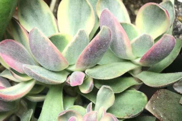 Чем подкормить денежное дерево, чтобы оно пошло в рост: шесть простых средств