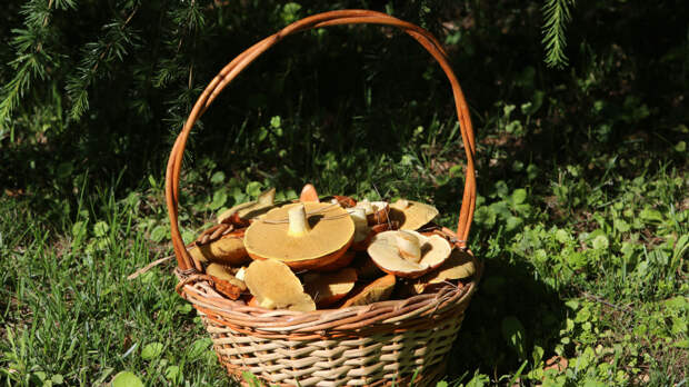 В Роскачестве предупредили россиян о штрафах за сбор грибов весной