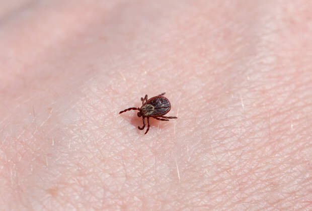 Способность клещей прыгать на людей оценили