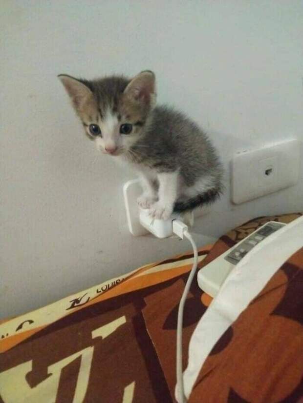 Милые котики заряжают позитивом на снимках