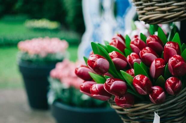 Парк цветов Keukenhof, апрель 2018 путешествия, факты, фото