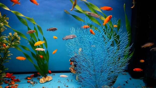 Популярные аквариумные рыбки: названия, уход, содержание и совместимость