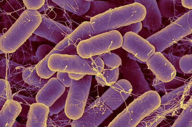 Фото №4 - Управляющая компания: как бактерии руководят людьми