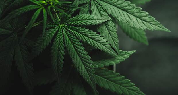 an illustration of marijuana leaves