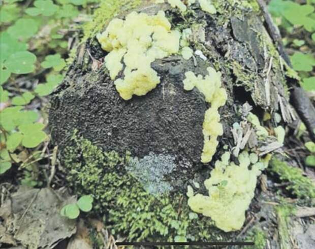 В парке “Покровское-Стрешнево” обнаружены движущиеся грибы