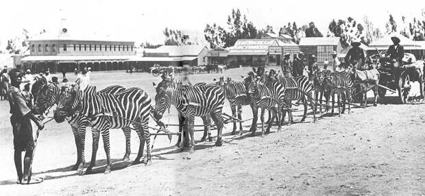 Зебры везут повозку вместе с мулами, Кения, 1920