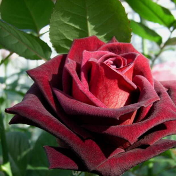 Сорт розы "Бэби баккара"