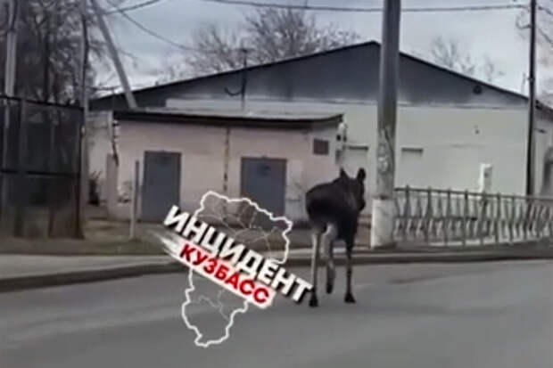 В Кемерове на видео засняли лося, который бегает по трассе и бросается под колеса