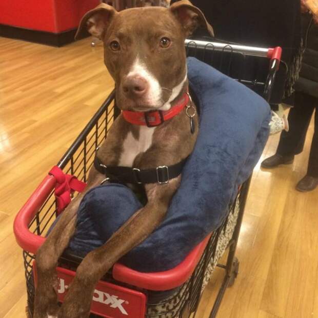 cart8