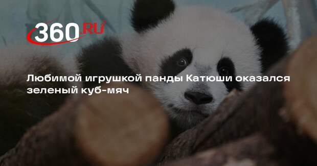 Любимой игрушкой панды Катюши оказался зеленый куб-мяч