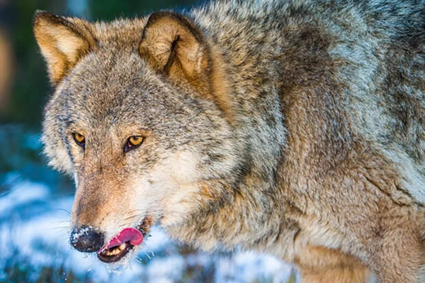 Жителей Афин встревожило появление волка в городской черте