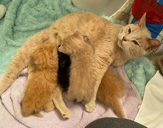 Без кота и жизнь не та