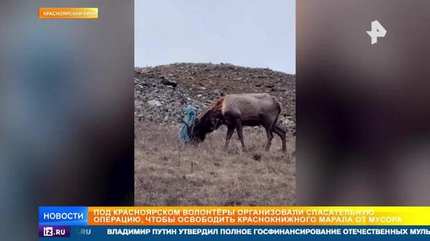 Волонтеры три дня пытались спасти марала, застрявшего в мусоре