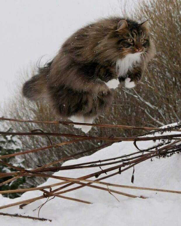 Субботний котопост коты, кошки, приколы с котами., смешные коты