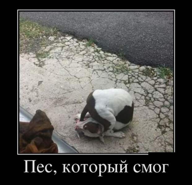 Демотиваторы (08.08.16)