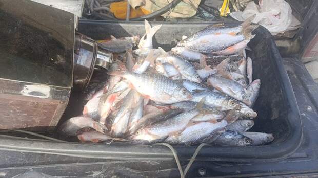 Рыболовы Алтайского края показали фотоотчеты рыбалки в феврале