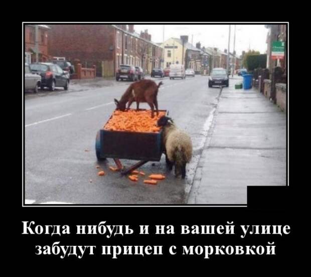 Демотиваторы (30 фото)