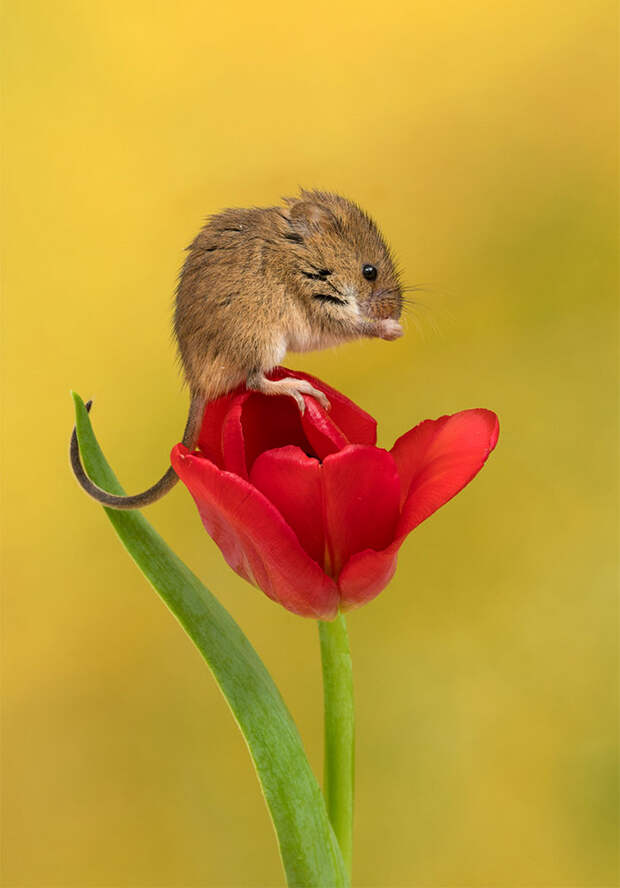 cute-harvest-mice-in-tulips-miles-herbert-5-5ad097d05a16c__700.jpg cute-harvest-mice-in-tulips-miles-herbert-5-5ad097d05a16c__700.jpg