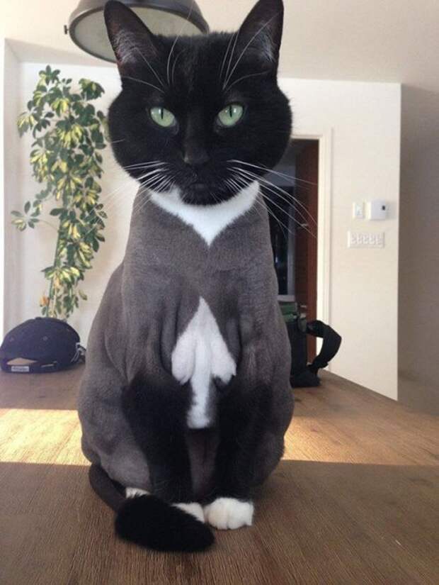 Кошки с причудливым окрасом шерсти коты, кошки, прикольный окрас кошек.