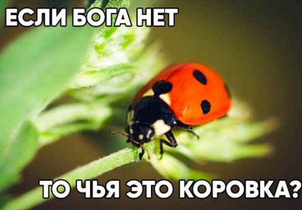 Чуток картинок