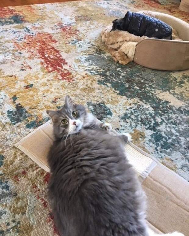 кот отдыхает