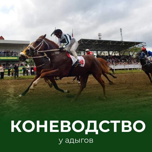 Табунное разведение и культура адыгских лошадей