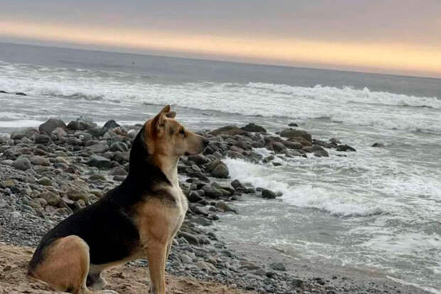 Юрист Филиппова: за выгул животных на пляже грозит штраф до 3 тыс. рублей