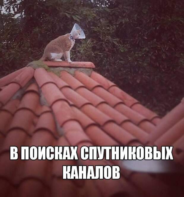 luchshie-smeshnye-kartinki-s-tekstom-i-frazami-zabavnaja-podborka-7.jpg