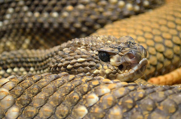 В Подмосковье девушку укусила гремучая змея