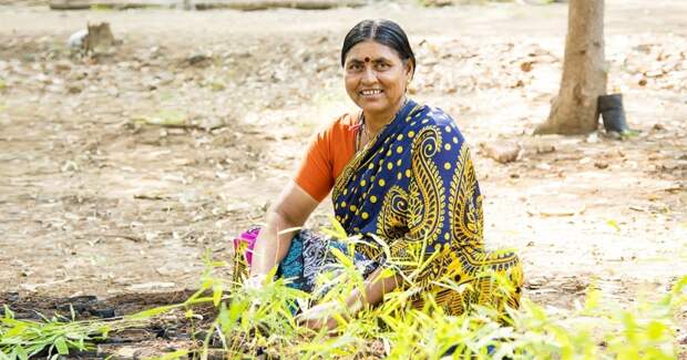 Жители Индии посадили 50 миллионов деревьев всего за одни сутки! 