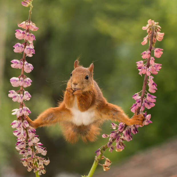 Van Damme ( One Of My Favorite Themes Is To Capture Squirrels In A Split Between Flowers. This Won Many Awards And Has Been Published)
