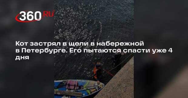 «Кошкиспас»: волонтеры 4 дня пытаются спасти застрявшего в щели набережной кота